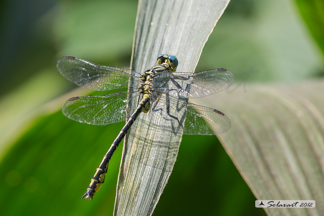 Gomphus flavipes:  Piedigialli (maschio) ;  River Clubtail (male)