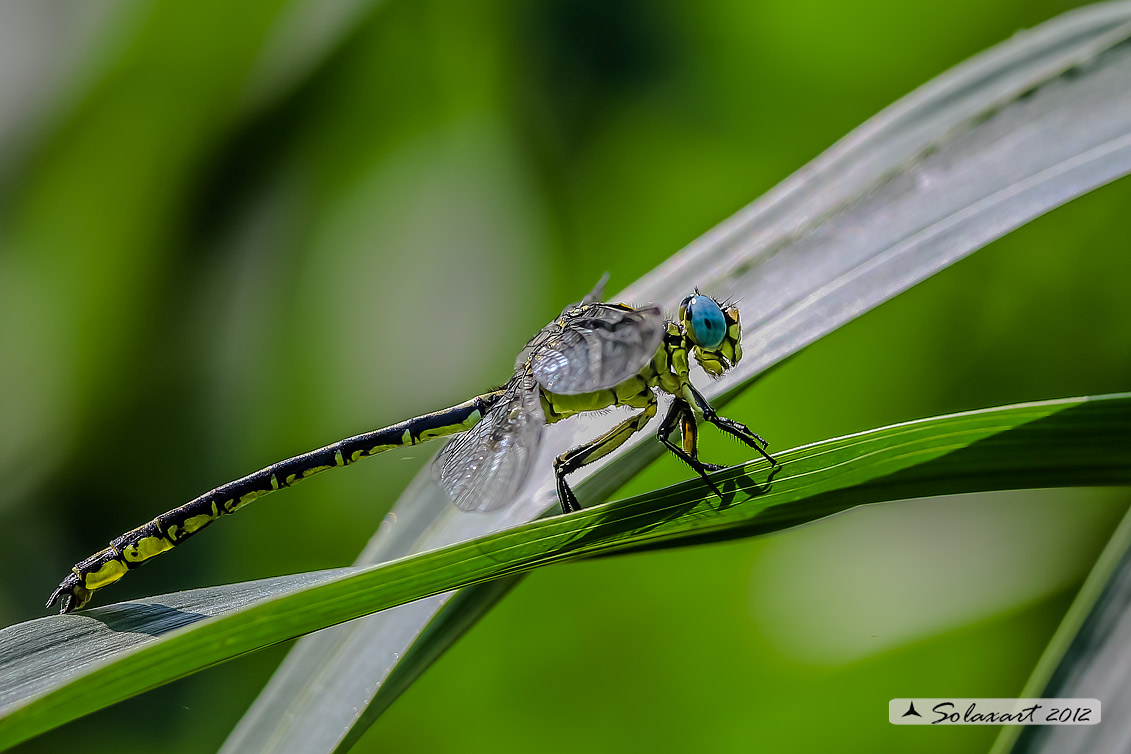 Stylurus flavipes:  Piedigialli (maschio) ;  River Clubtail (male)