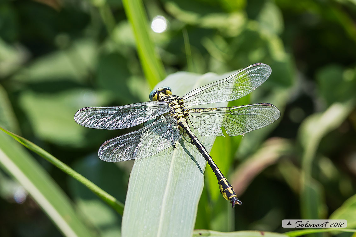 Gomphus flavipes:  Piedigialli (maschio) ;  River Clubtail (male)