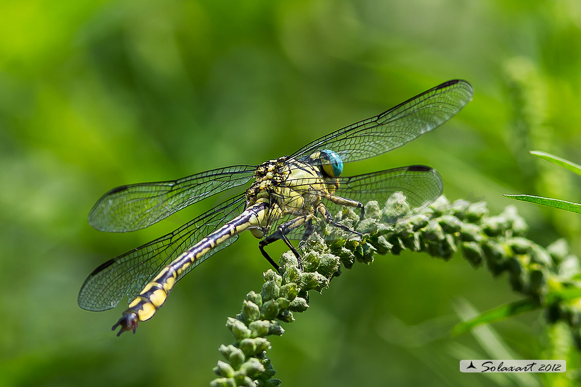 Stylurus flavipes:  Piedigialli (maschio) ;  River Clubtail (male)