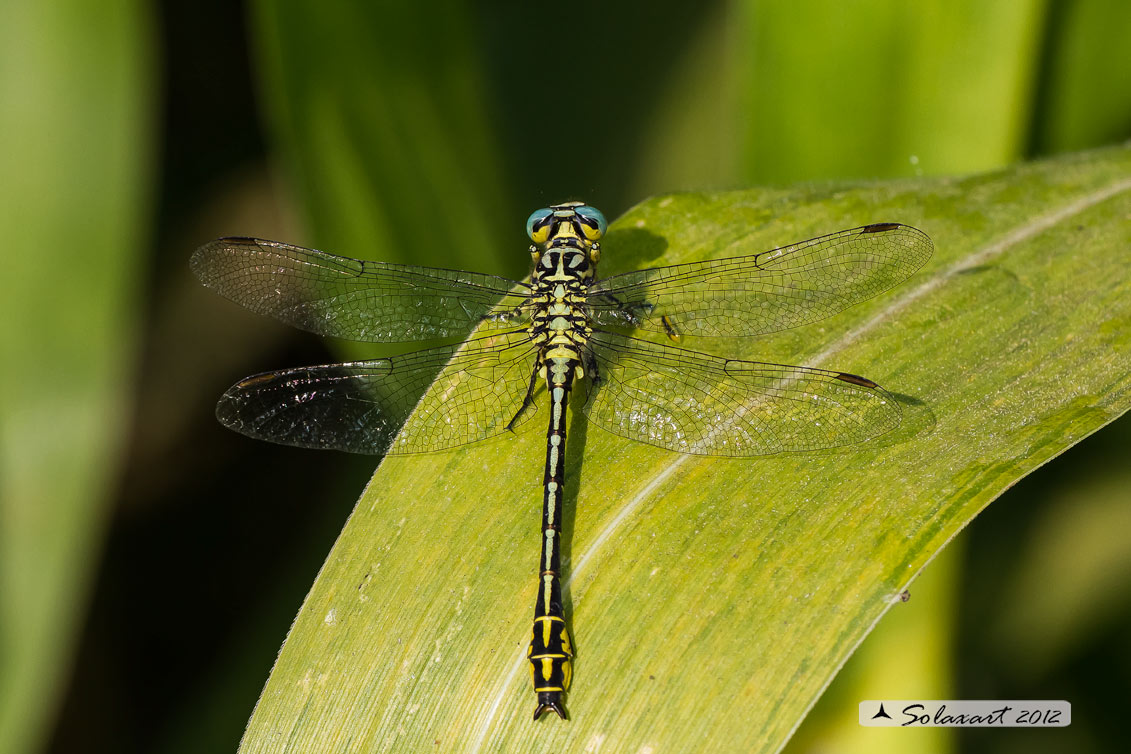 Stylurus flavipes:  Piedigialli (maschio) ;  River Clubtail (male)