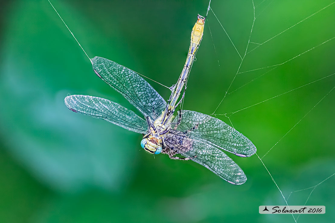 Gomphus flavipes:  Piedigialli (maschio) ;  River Clubtail (male)