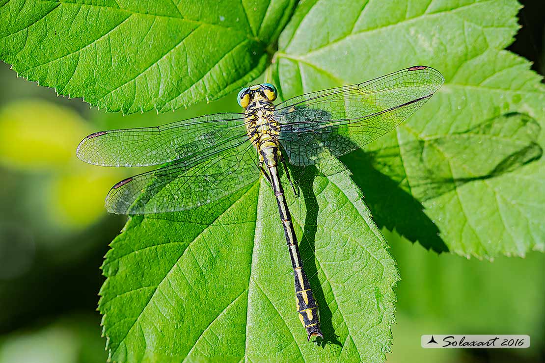 Stylurus flavipes:  Piedigialli (maschio) ;  River Clubtail (male)