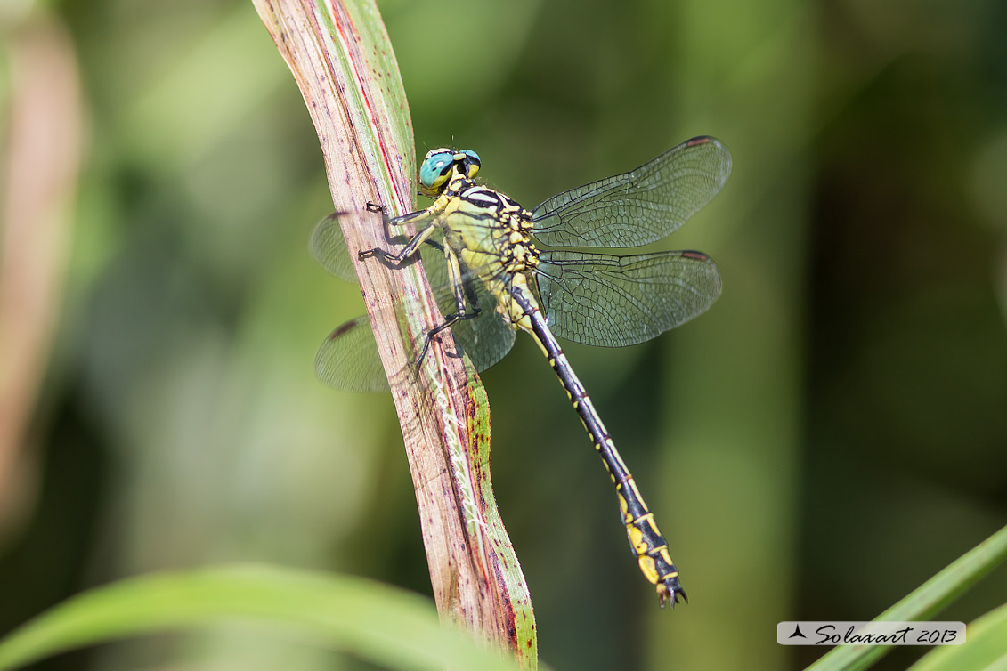 Gomphus flavipes (maschio) - River Clubtail  (male)