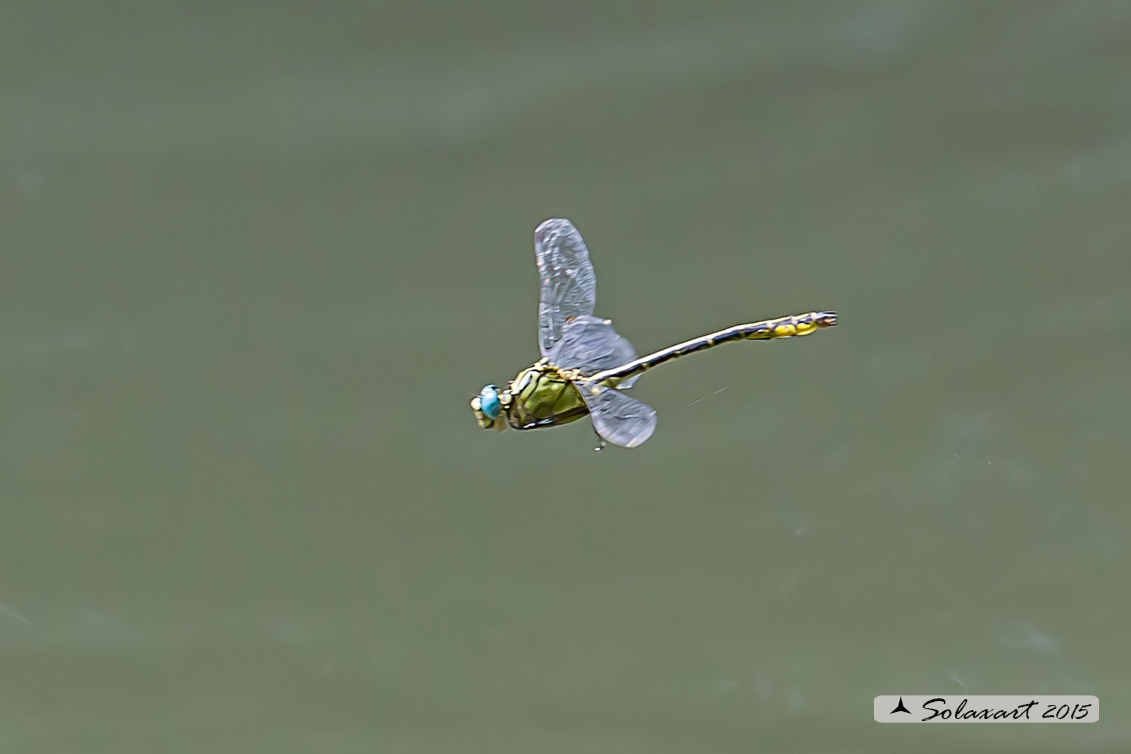 Stylurus flavipes (maschio) - River Clubtail  (male)