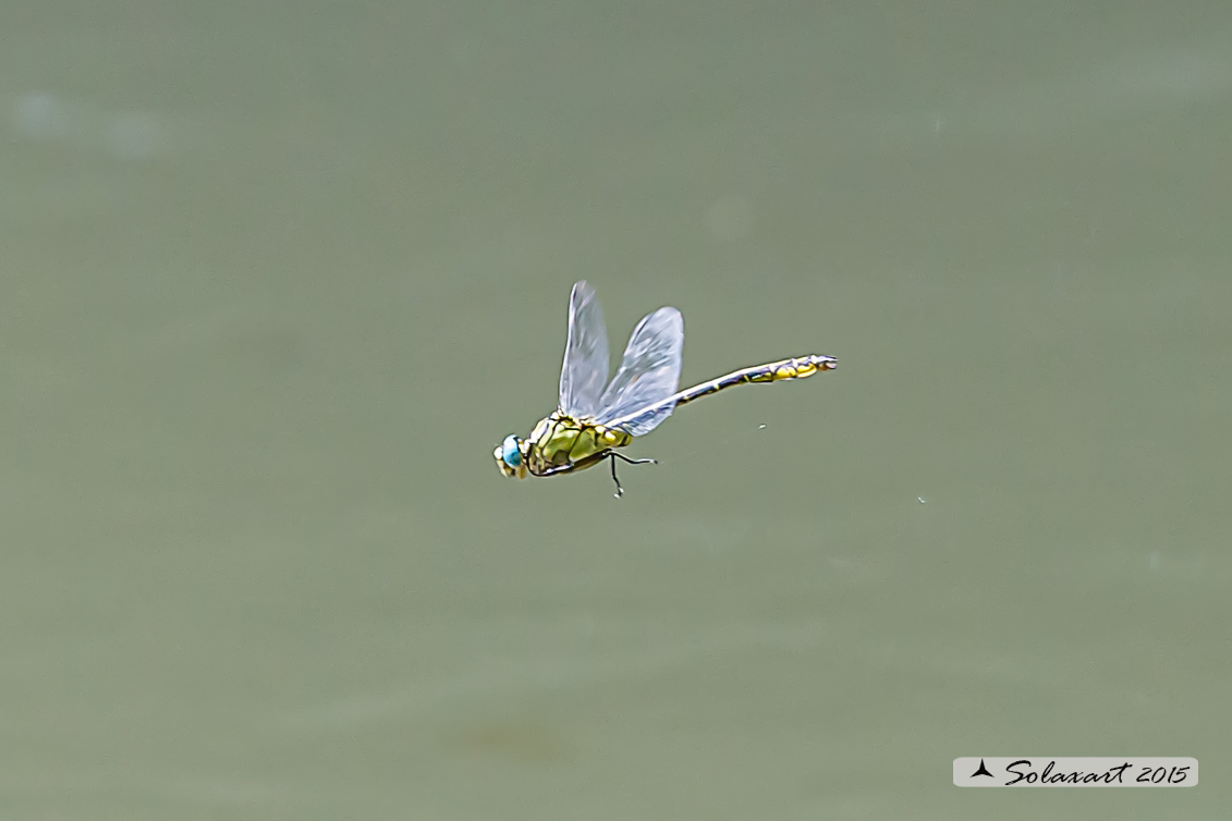 Stylurus flavipes (maschio) - River Clubtail  (male)