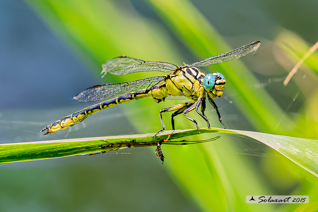 Stylurus flavipes (maschio) - River Clubtail  (male)