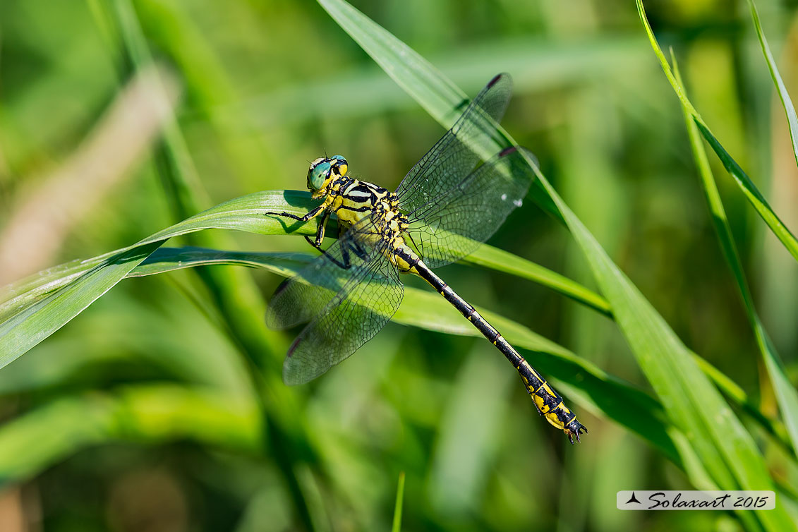 Stylurus flavipes (maschio) - River Clubtail  (male)