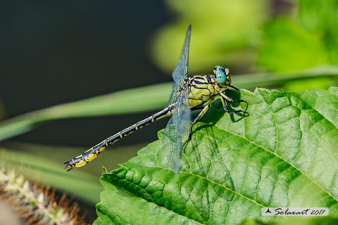 Stylurus flavipes:  Piedigialli (maschio) ;  River Clubtail (male)