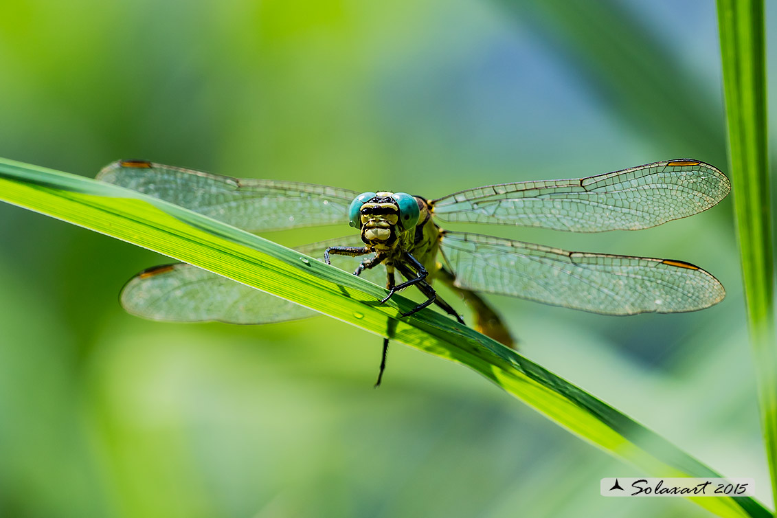 Stylurus flavipes (maschio) - River Clubtail  (male)