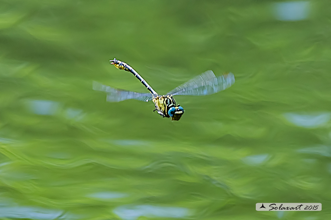 Gomphus flavipes (maschio) - River Clubtail  (male)