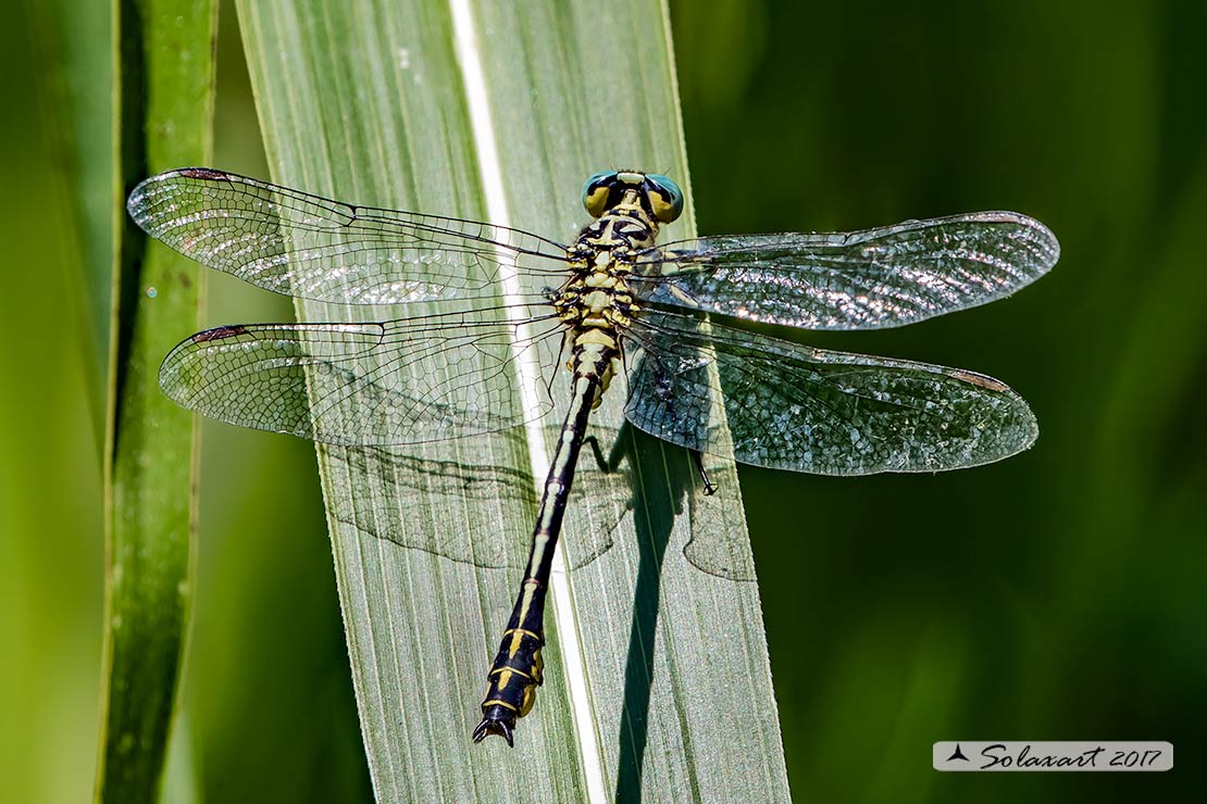 Gomphus flavipes:  Piedigialli (maschio) ;  River Clubtail (male)