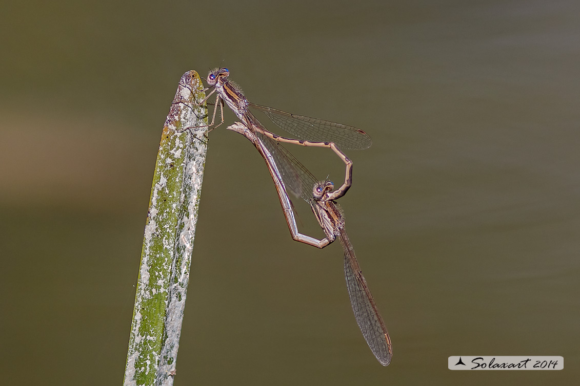 Sympecma fusca (copula) - Common Winter Damselfly (mating)