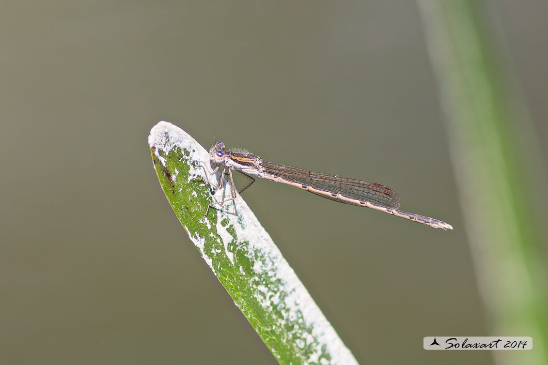 Sympecma fusca  - Common Winter Damselfly