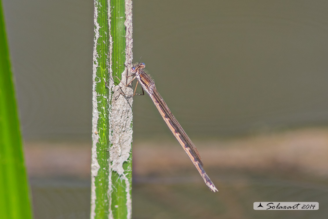 Sympecma fusca (femmina) - Common Winter Damselfly (female)  