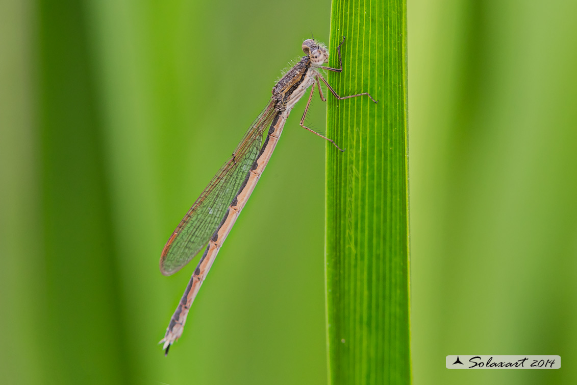 Sympecma fusca (femmina) - Common Winter Damselfly (female)