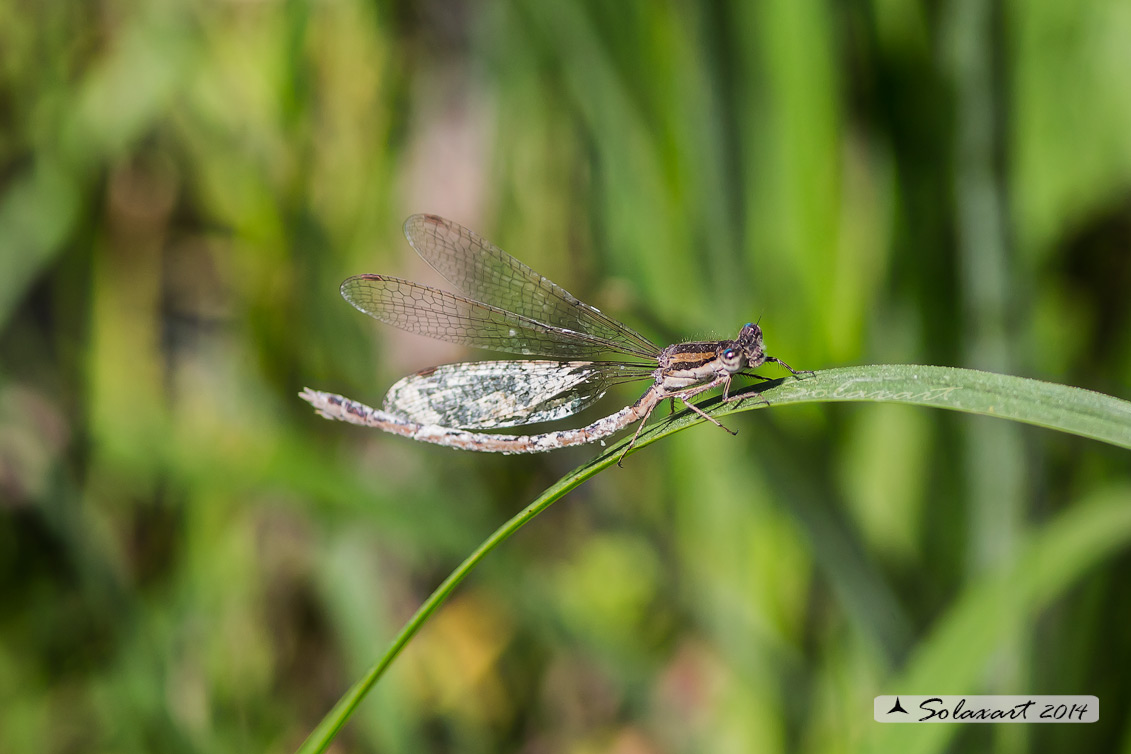 Sympecma fusca (femmina attaccata da funghi) 