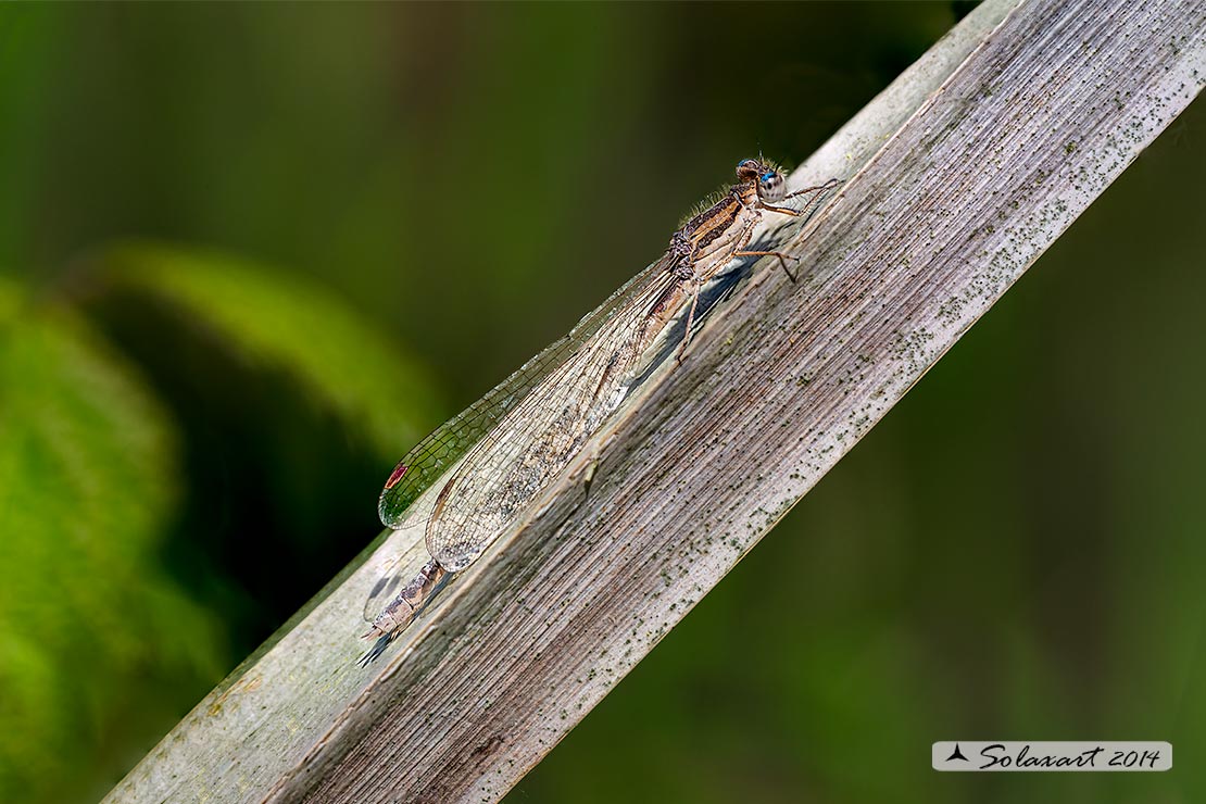 Sympecma fusca (femmina attaccata da funghi) 