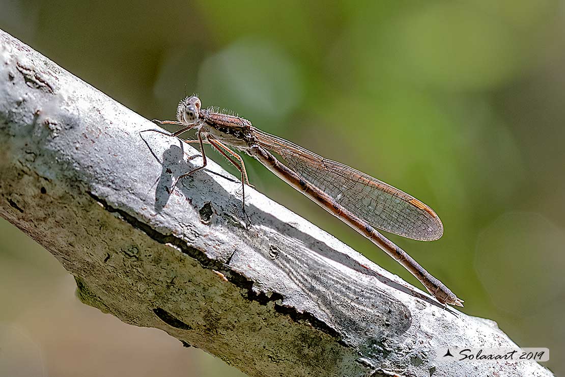 Sympecma fusca (femmina) - Common Winter Damselfly (female)