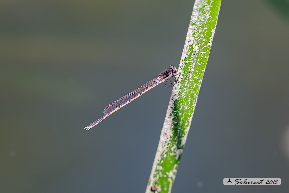 Sympecma fusca (maschio) - Common Winter Damselfly (male)