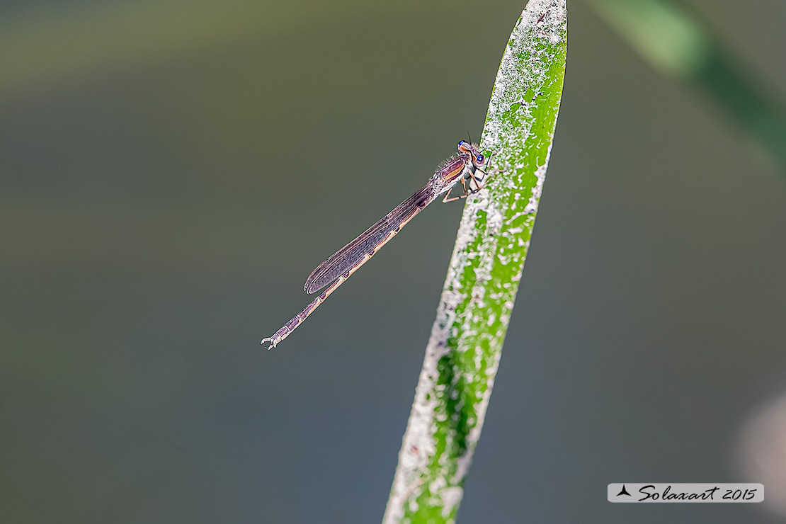 Sympecma fusca (maschio) - Common Winter Damselfly (male)