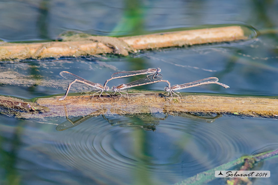 Sympecma fusca  - Common Winter Damselfly