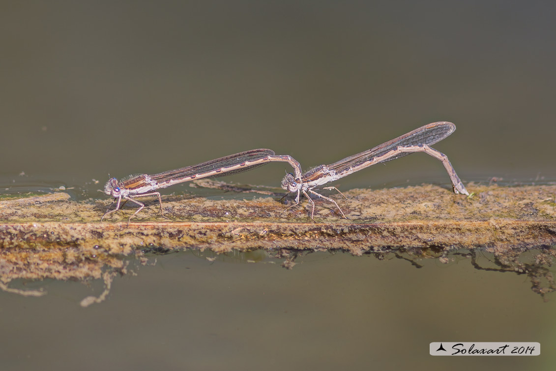 Sympecma fusca (copula) - Common Winter Damselfly (mating)