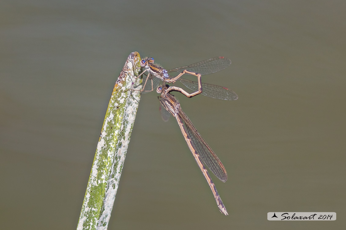 Sympecma fusca (copula) - Common Winter Damselfly (mating)