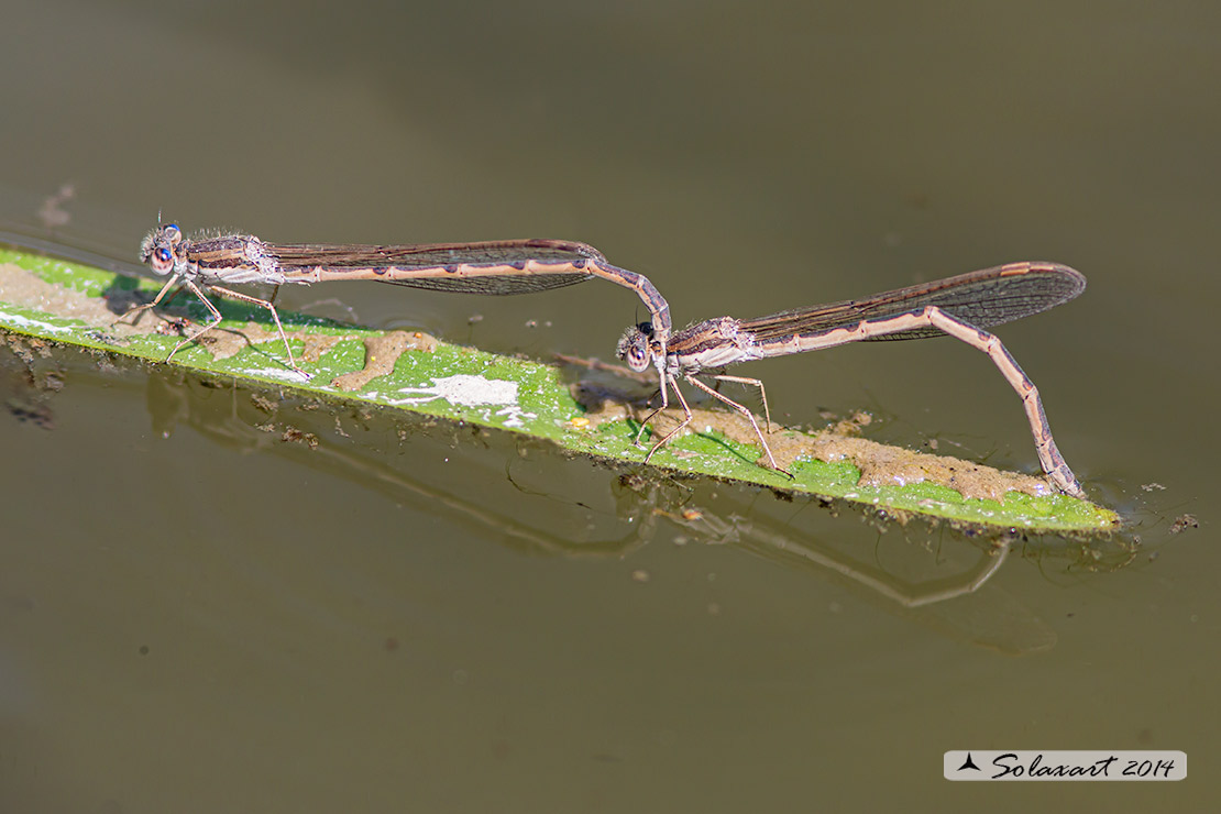 Sympecma fusca (copula) - Common Winter Damselfly (mating)