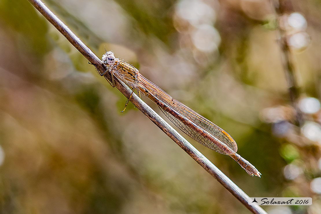 Sympecma paedisca:  Invernina delle brughiere (femmina)    ;   Siberian Winter Damselfly (female)