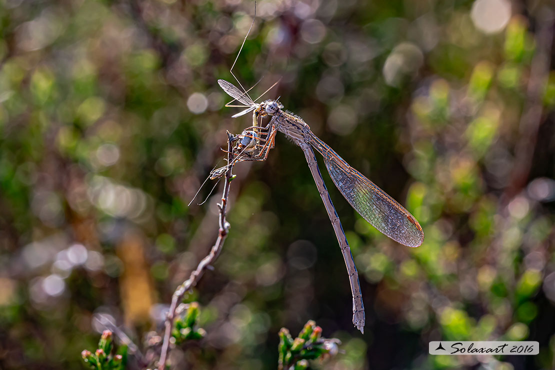 Sympecma paedisca: Invernina delle brughiere (femmina) ; Siberian Winter Damselfly (female)