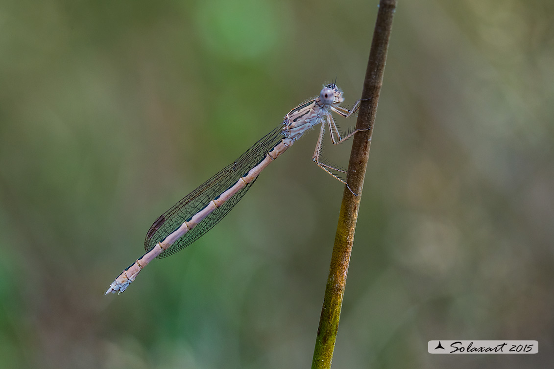 Sympecma paedisca (femmina) - Siberian Winter Damselfly (female)