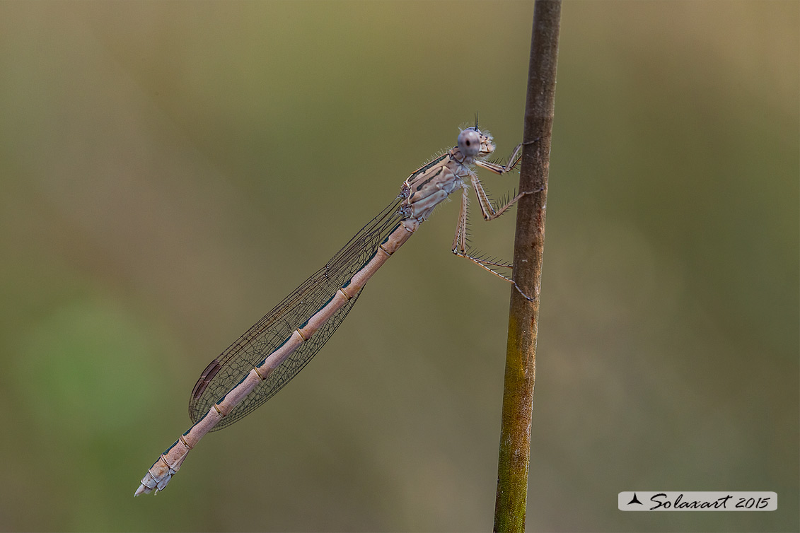 Sympecma paedisca (femmina) - Siberian Winter Damselfly (female)