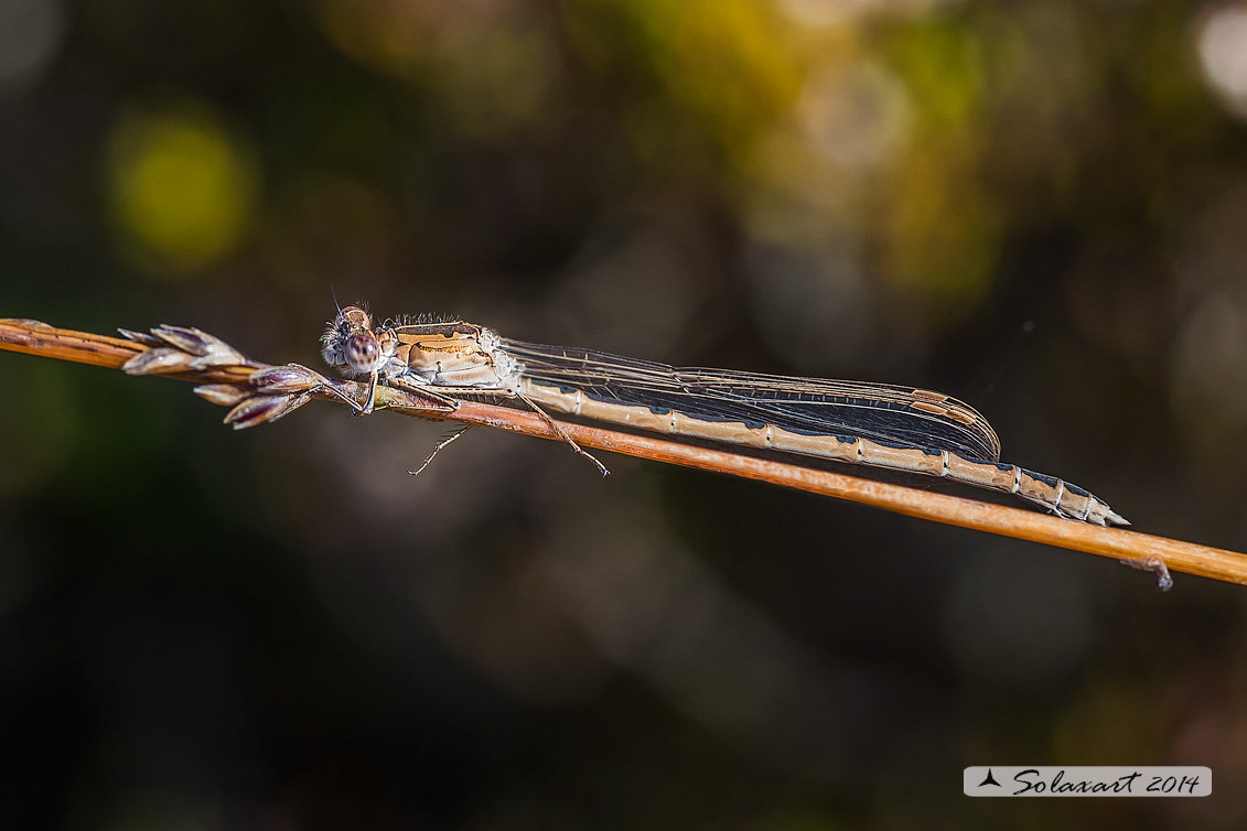 Sympecma paedisca (femmina) - Siberian Winter Damselfly (female)