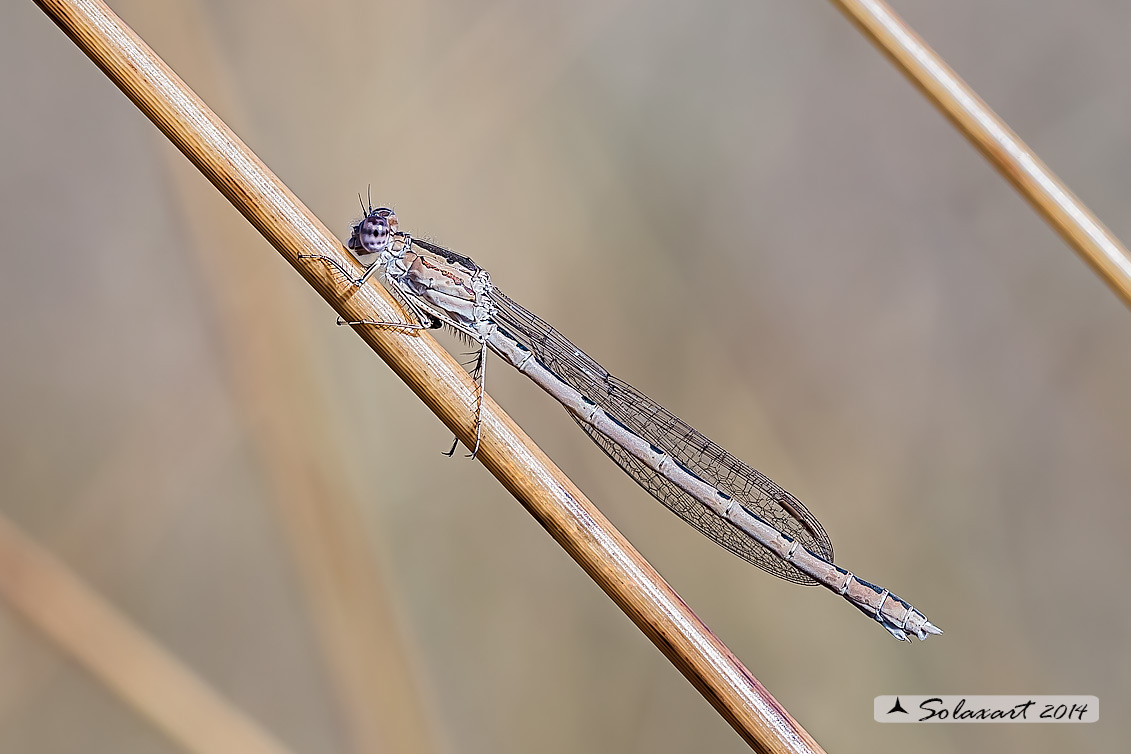 Sympecma paedisca (femmina) - Siberian Winter Damselfly (female)