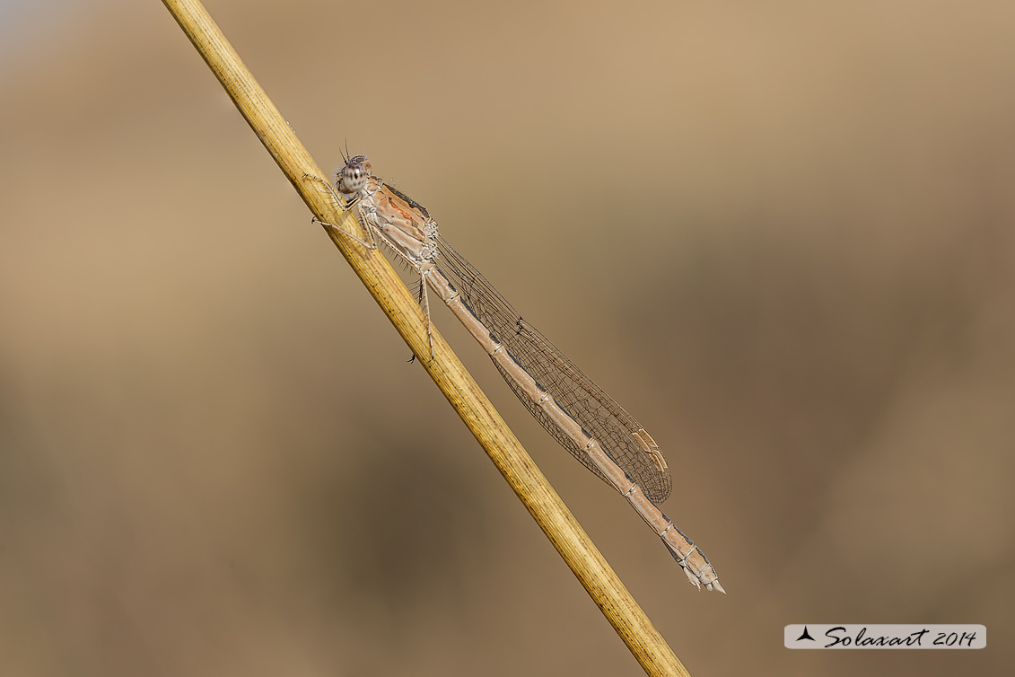 Sympecma paedisca (femmina) - Siberian Winter Damselfly (female)