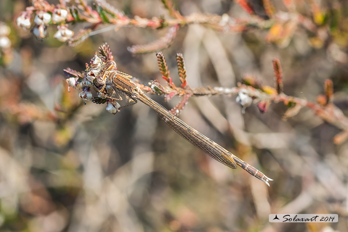 Sympecma paedisca (femmina) - Siberian Winter Damselfly (female)