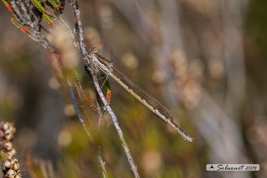 Sympecma paedisca (femmina) - Siberian Winter Damselfly (female)