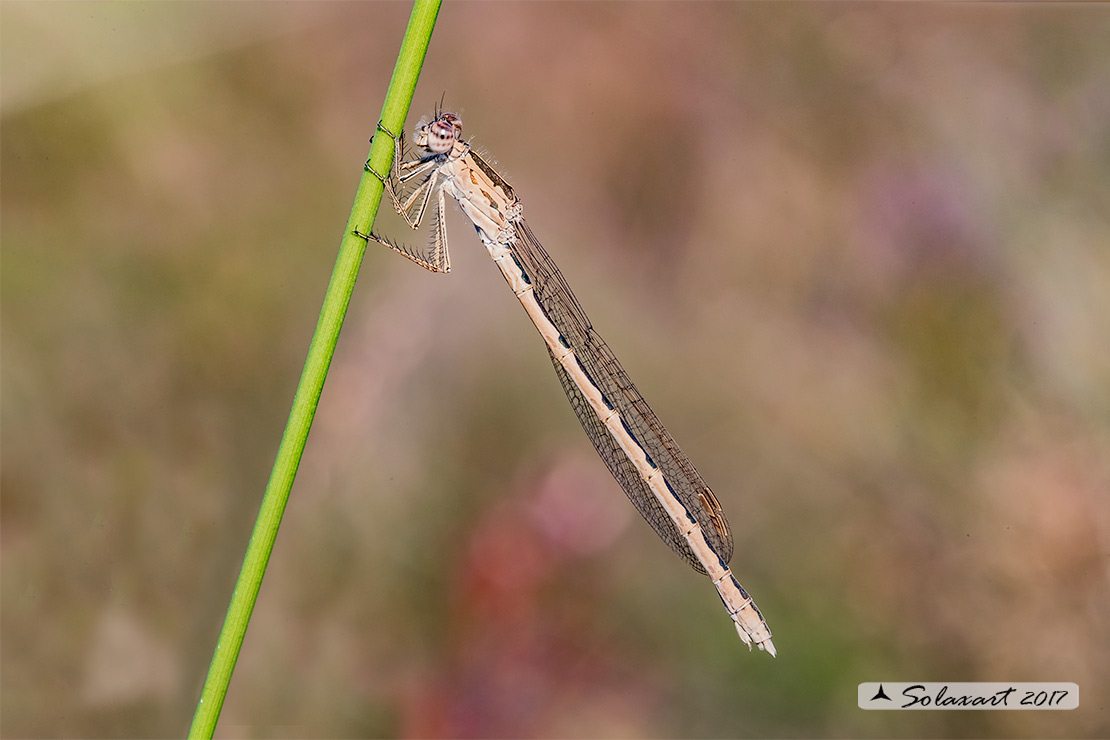 Sympecma paedisca:  Invernina delle brughiere (femmina)    ;   Siberian Winter Damselfly (female)