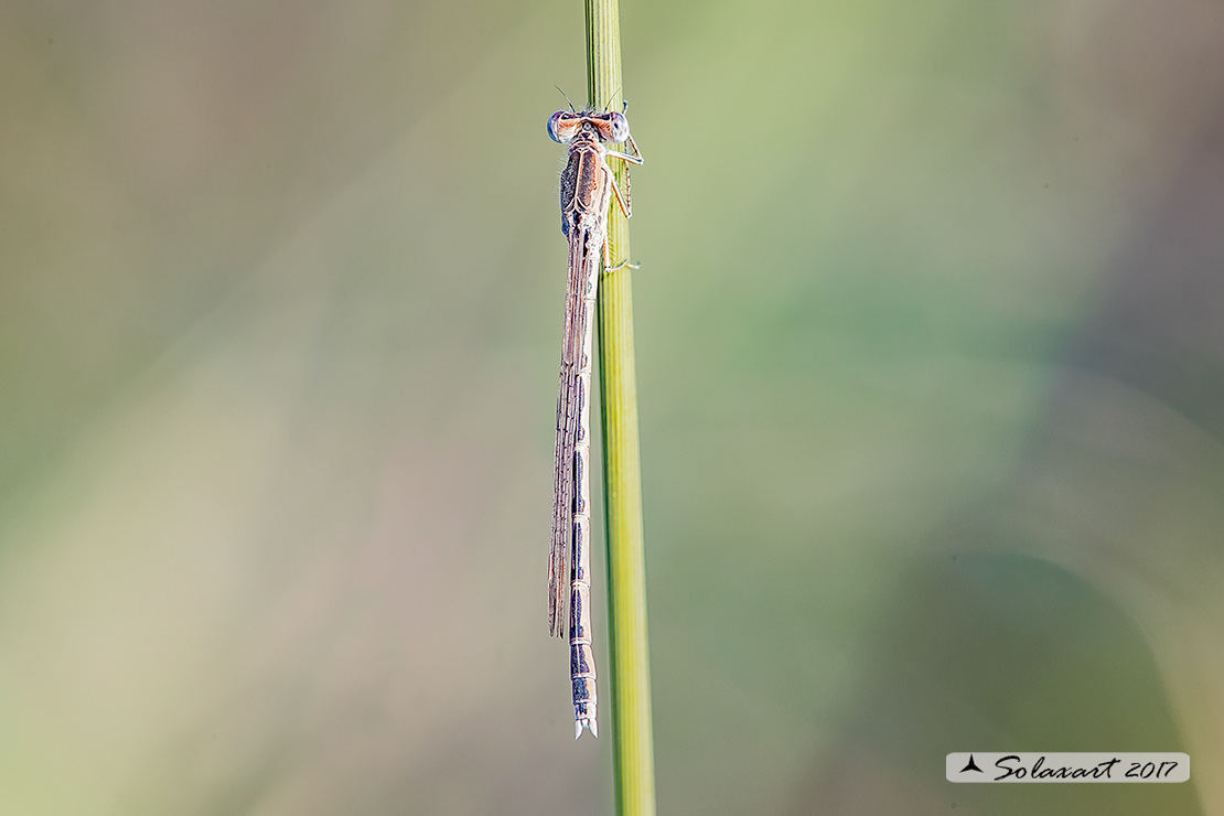 Sympecma paedisca:  Invernina delle brughiere (femmina)    ;   Siberian Winter Damselfly (female)