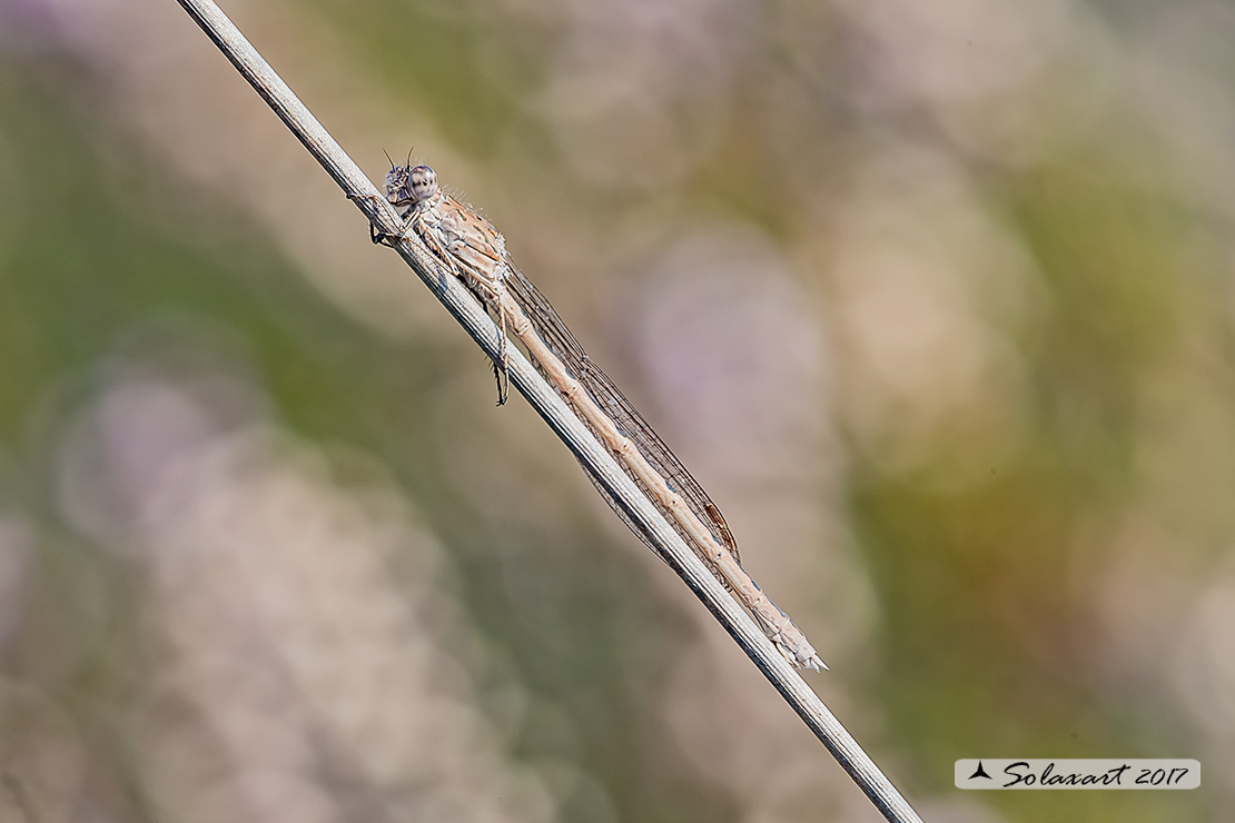 Sympecma paedisca:  Invernina delle brughiere (femmina)    ;   Siberian Winter Damselfly (female)