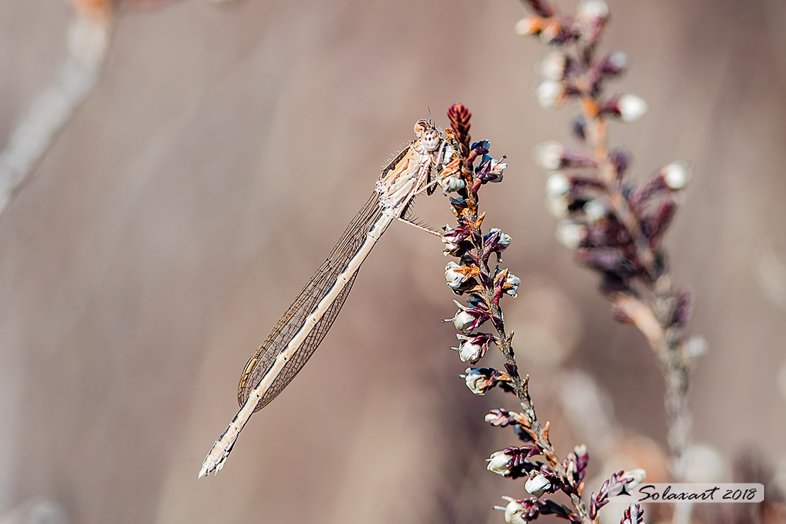 Sympecma paedisca:  Invernina delle brughiere (femmina)    ;   Siberian Winter Damselfly (female)