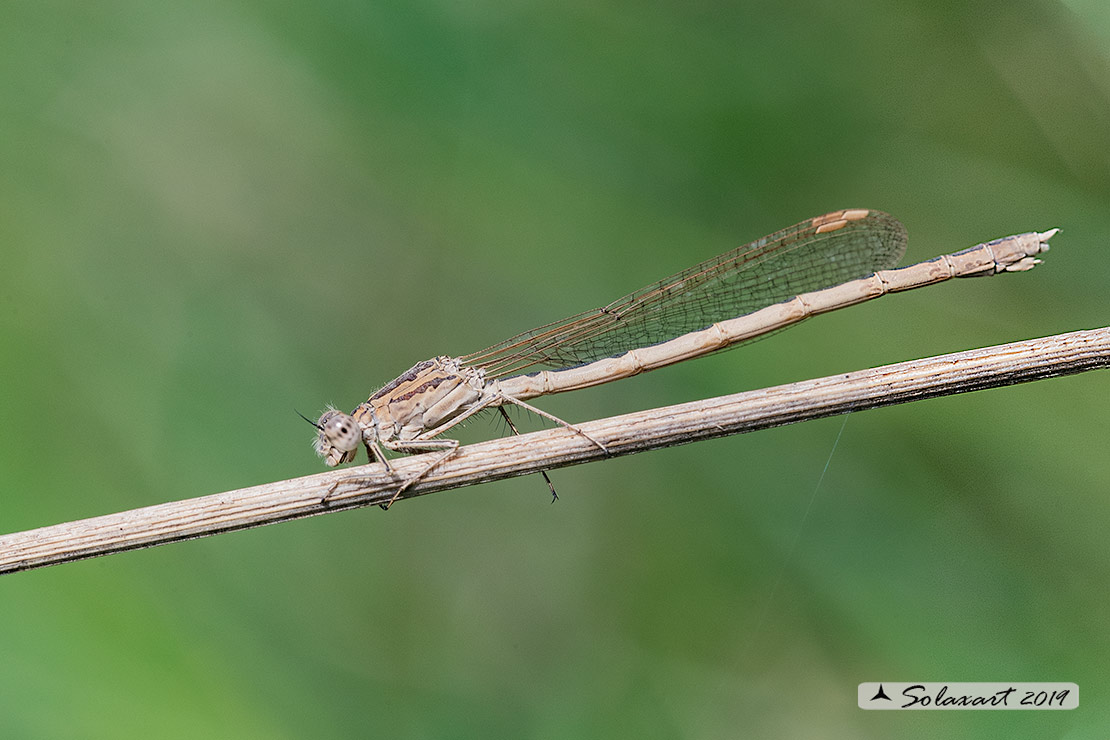 Sympecma paedisca: Invernina delle brughiere (femmina); Siberian Winter Damselfly (female)