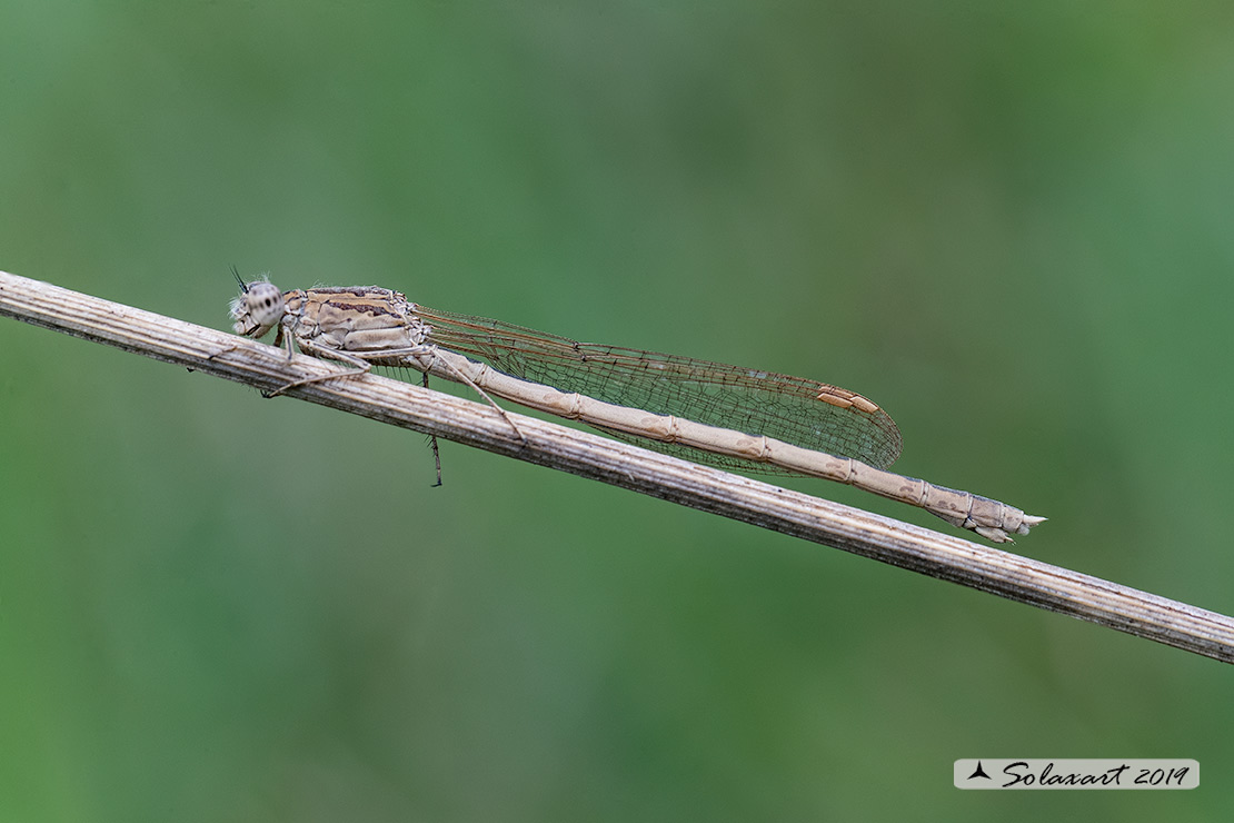 Sympecma paedisca: Invernina delle brughiere (femmina); Siberian Winter Damselfly (female)