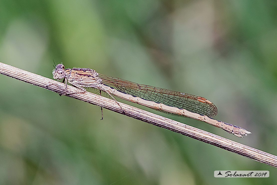 Sympecma paedisca: Invernina delle brughiere (femmina); Siberian Winter Damselfly (female)