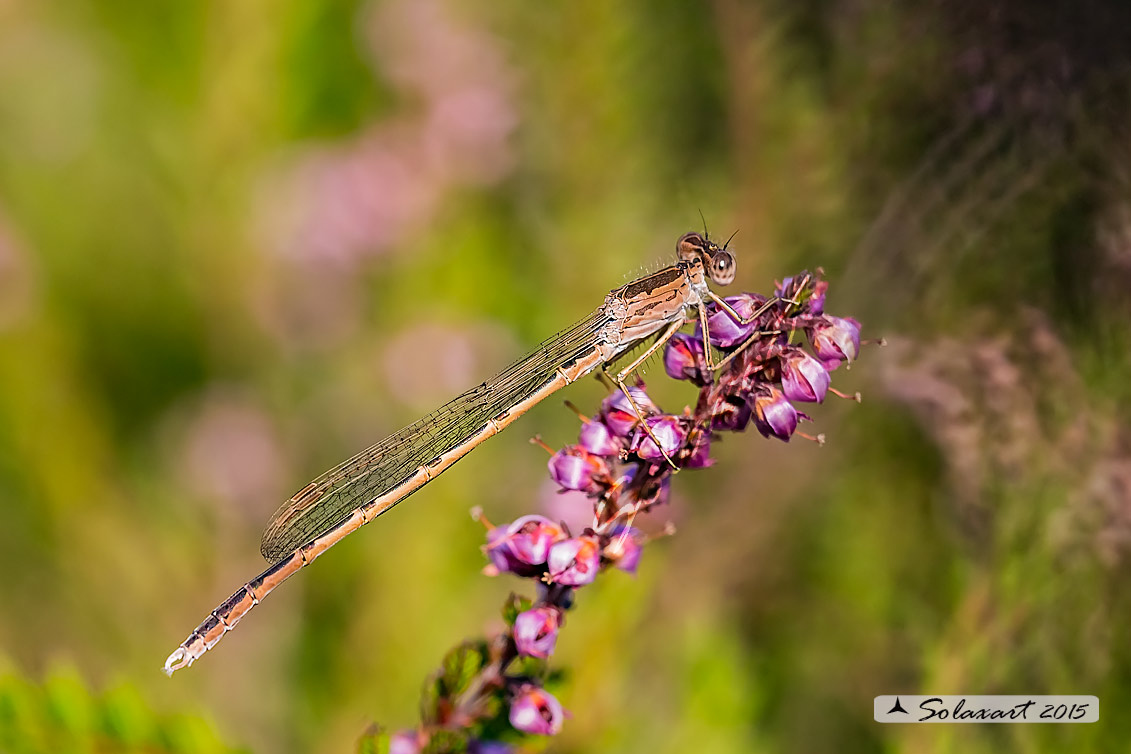 Sympecma paedisca:  Invernina delle brughiere (maschio)    ;   Siberian Winter Damselfly (male)