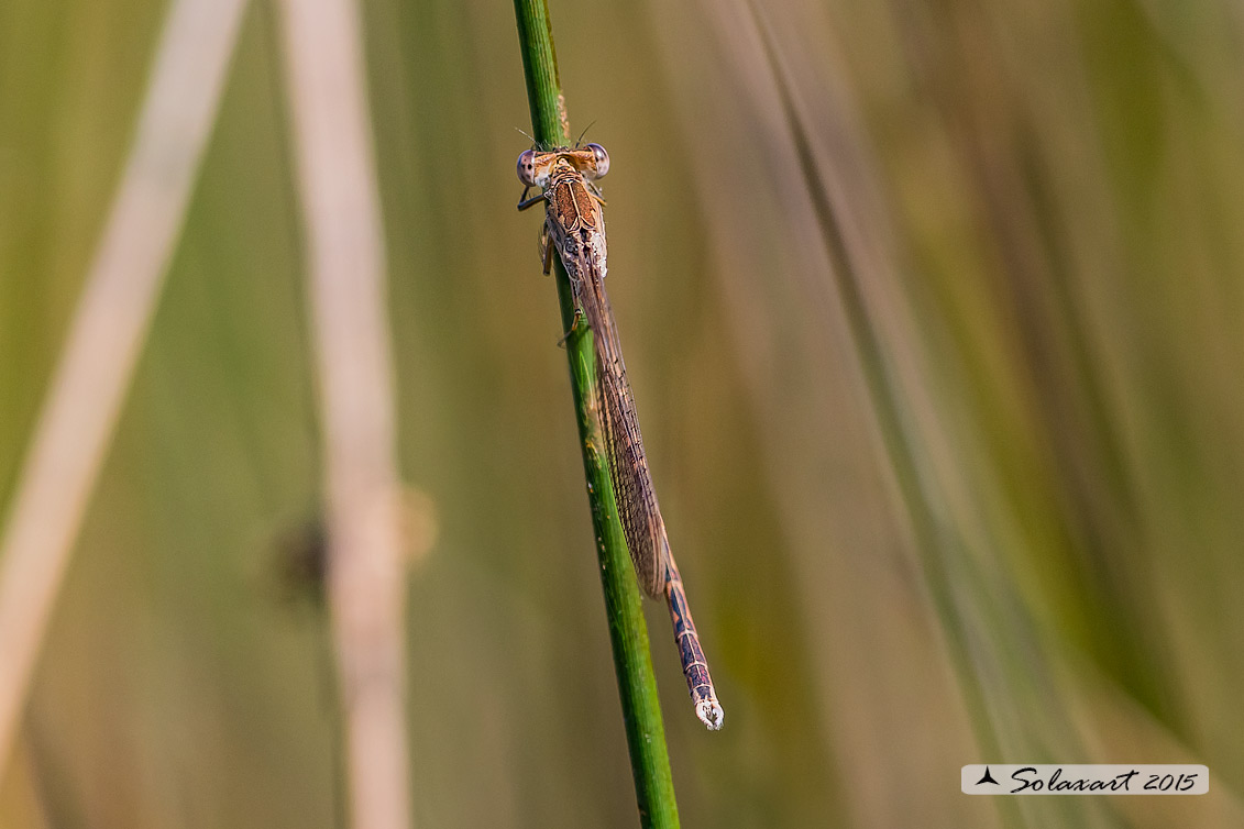 Sympecma paedisca:  Invernina delle brughiere (maschio)    ;   Siberian Winter Damselfly (male)