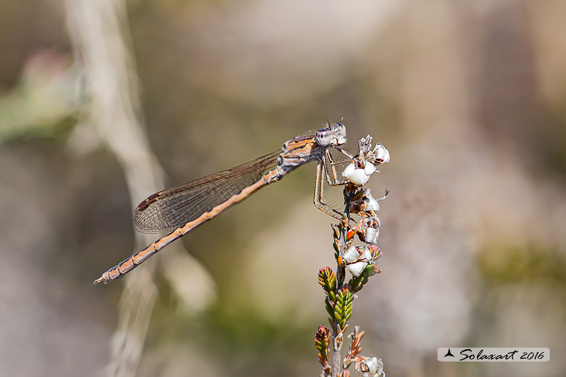 Sympecma paedisca:  Invernina delle brughiere (maschio)    ;   Siberian Winter Damselfly (male)