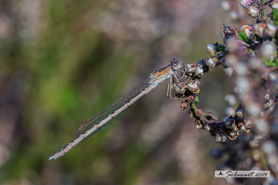 Sympecma paedisca (maschio) - Siberian Winter Damselfly (male)