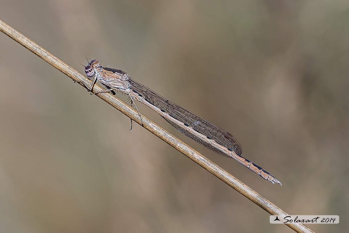 Sympecma paedisca (maschio) - Siberian Winter Damselfly (male)